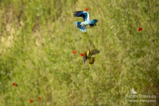 European roller chasing Golden oriole, European Roller hide